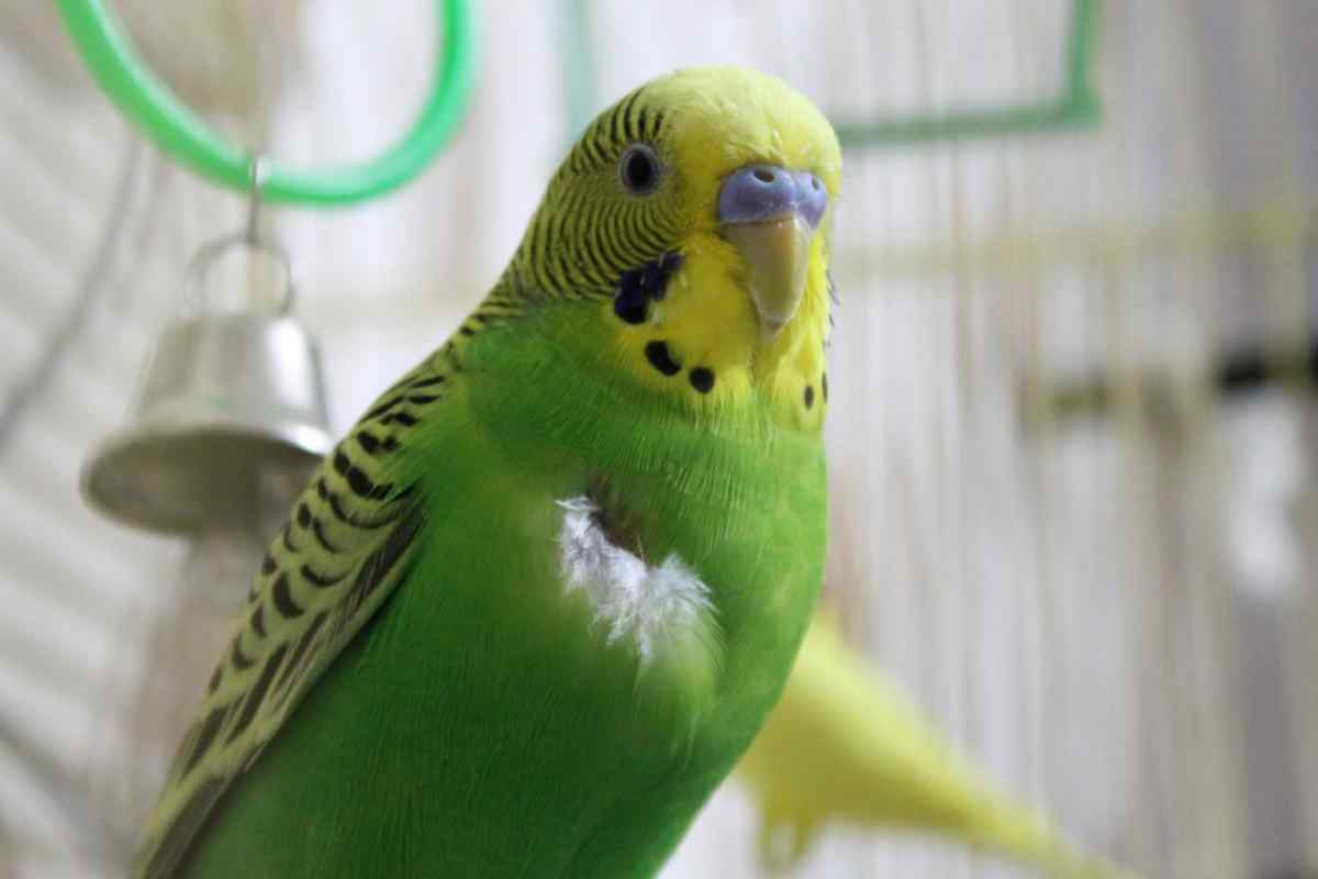 Як доглядати зеленого папугу