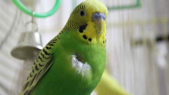 Як доглядати зеленого папугу