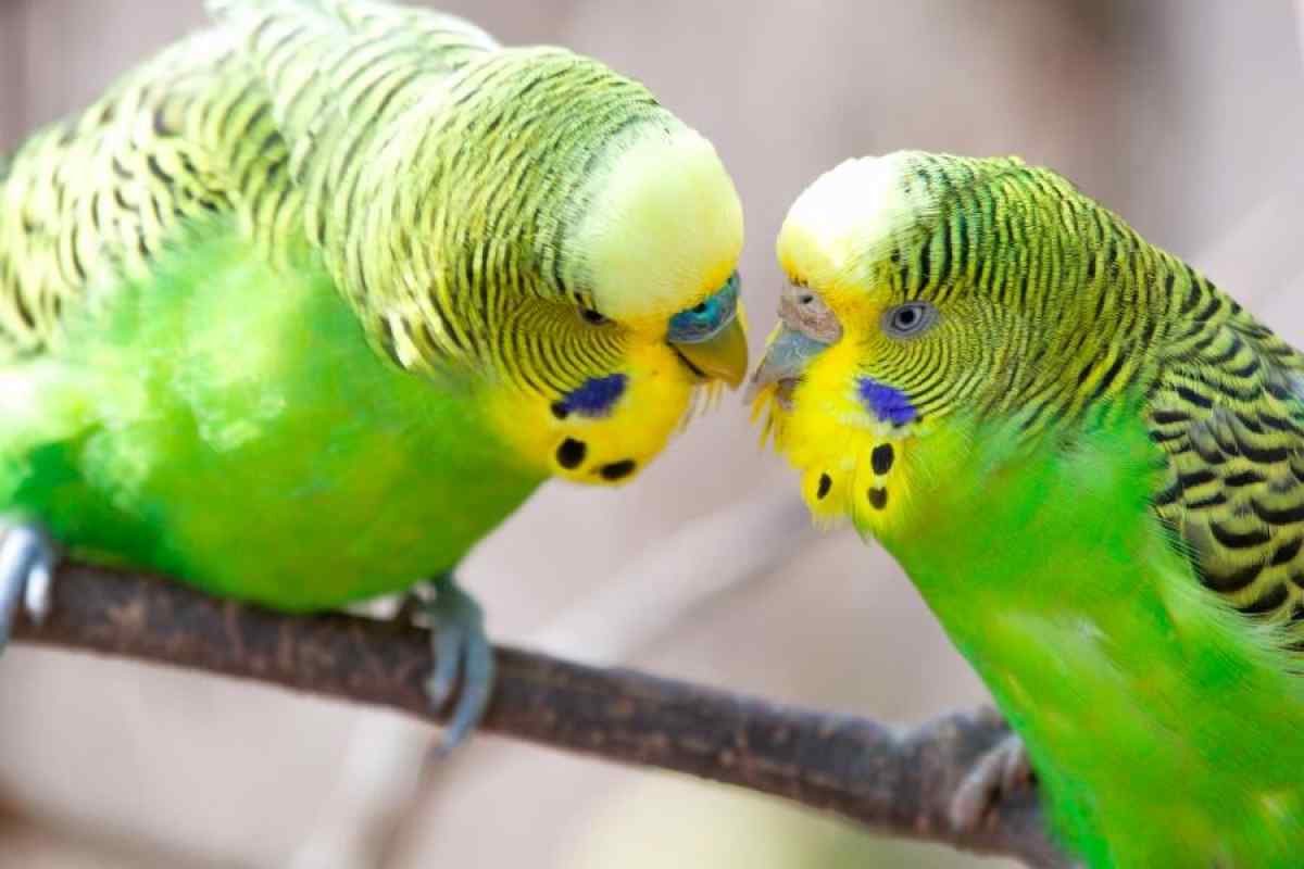 Як навчити самку папугу говорити
