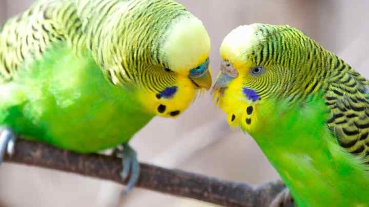 Як навчити самку папугу говорити