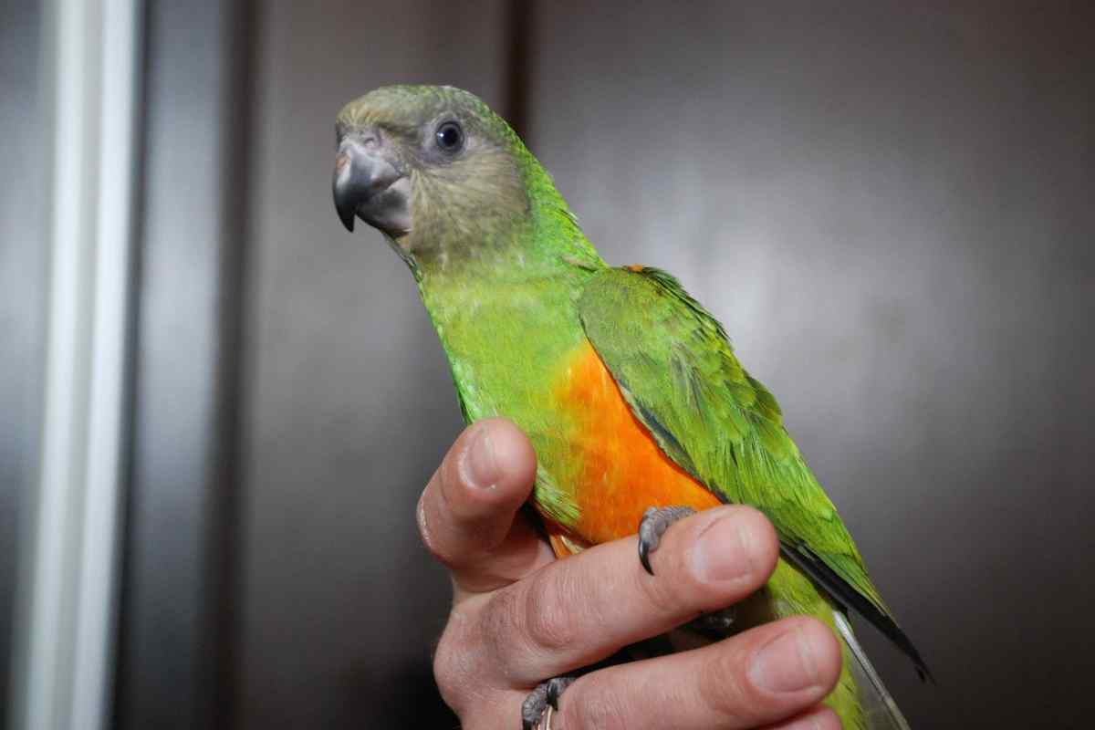 Папуга - це розумний птах або просто повторюючий запам 'ятані фрази?