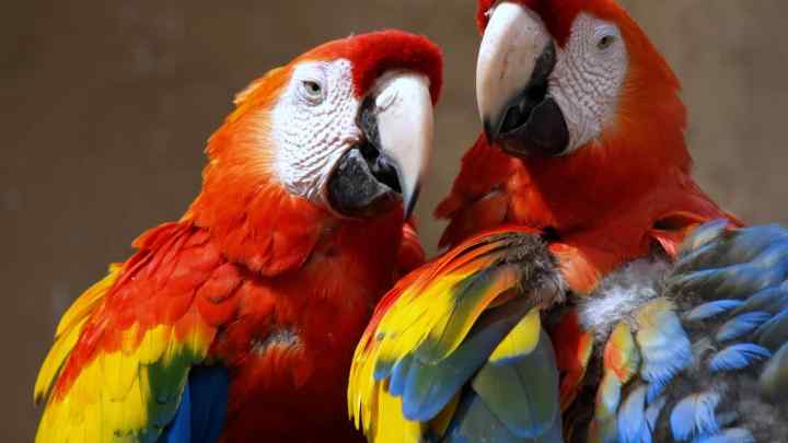 Чому папуги розмовляють