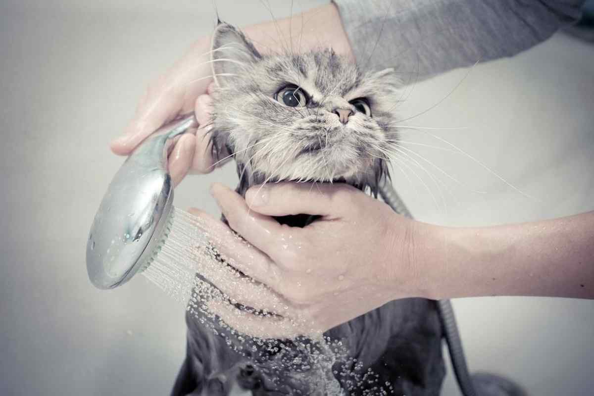 Як мити кота