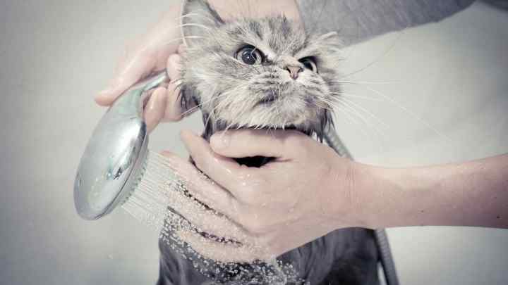 Як мити кота