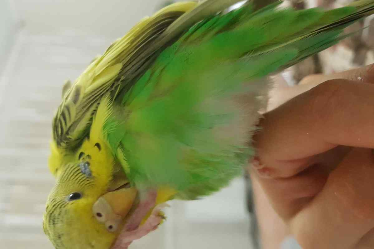 Чому папуги чешуться
