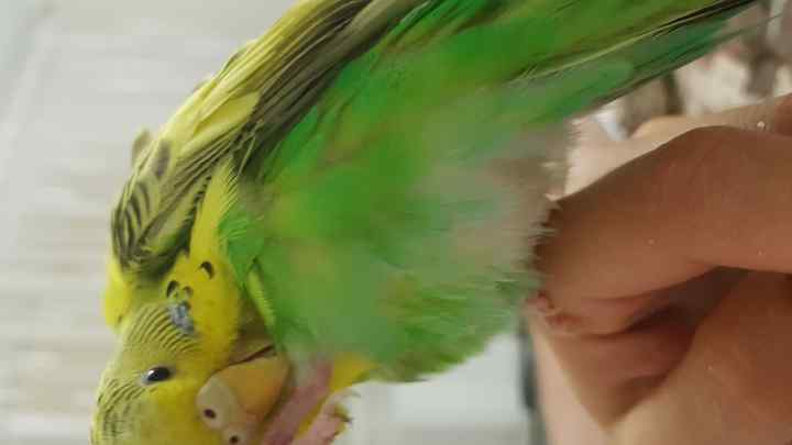 Чому папуги чешуться