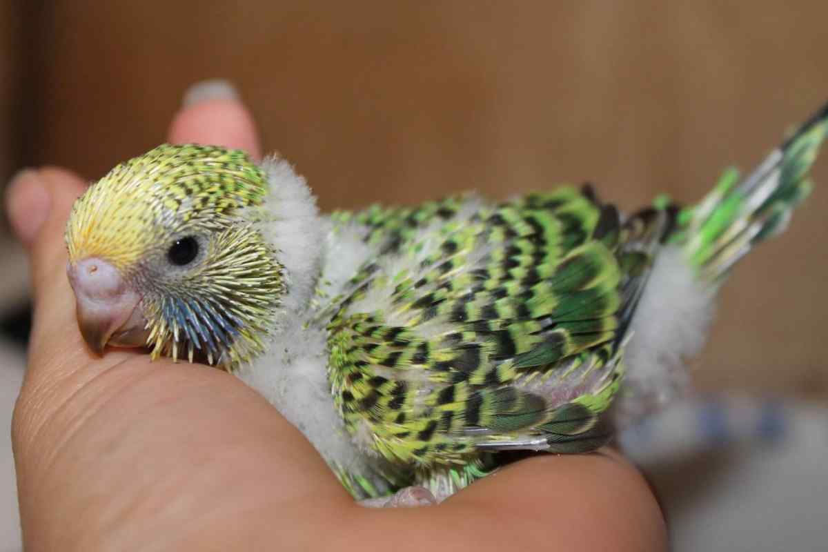 Як визначити пів пташеня хвилястого папугу