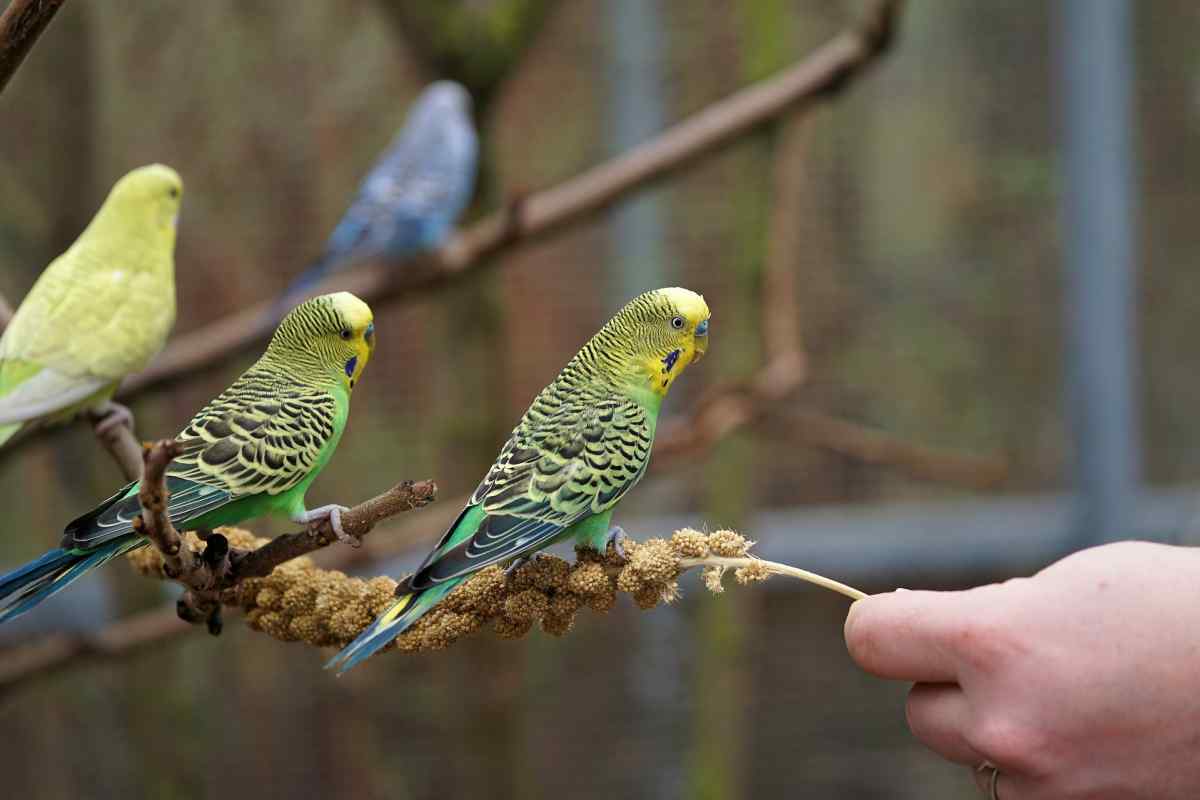 Як відрізнити хвилястих папужок