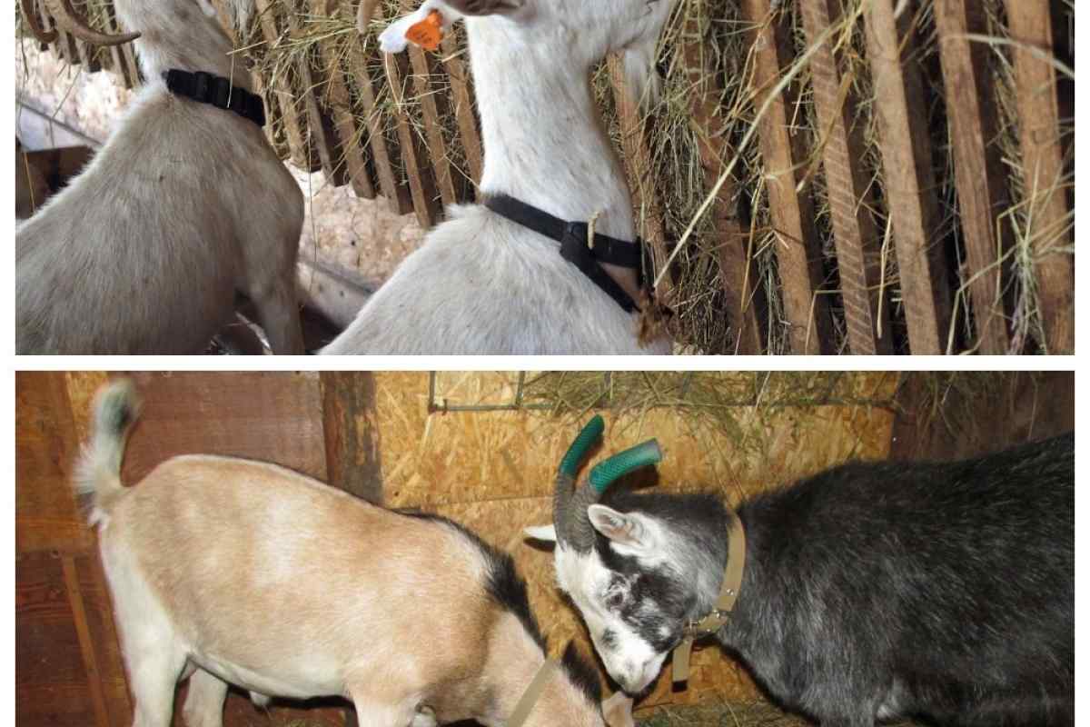 Чем кормят домашних коз. Корма для коз. Фкерма для коз. Кормежка козлят. Кормление коз.