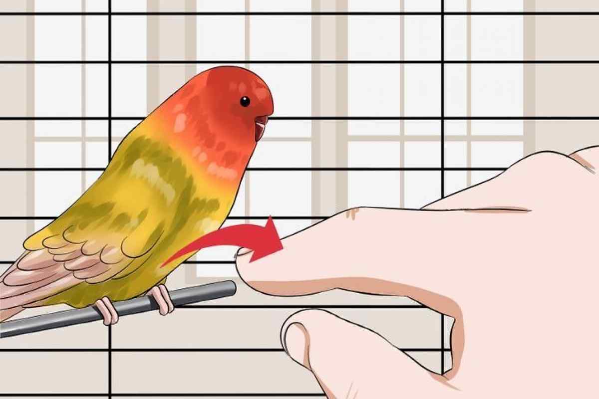 Як навчити папугу говоріння