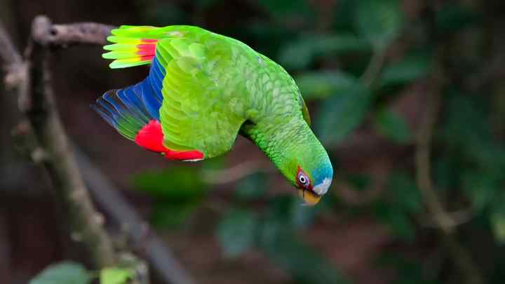 Декоративні птахи: папуга амазон. Особливості утримання птаха