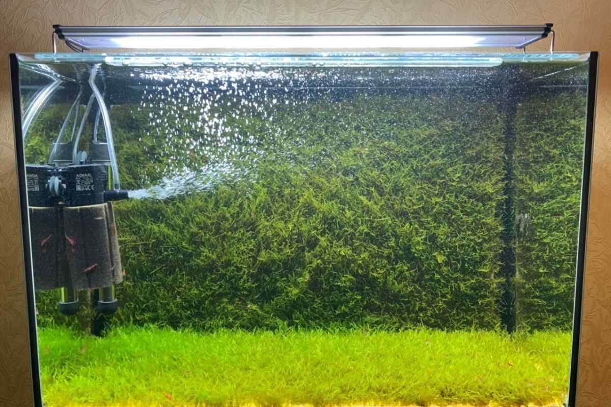 Як почистити фільтр в акваріумі