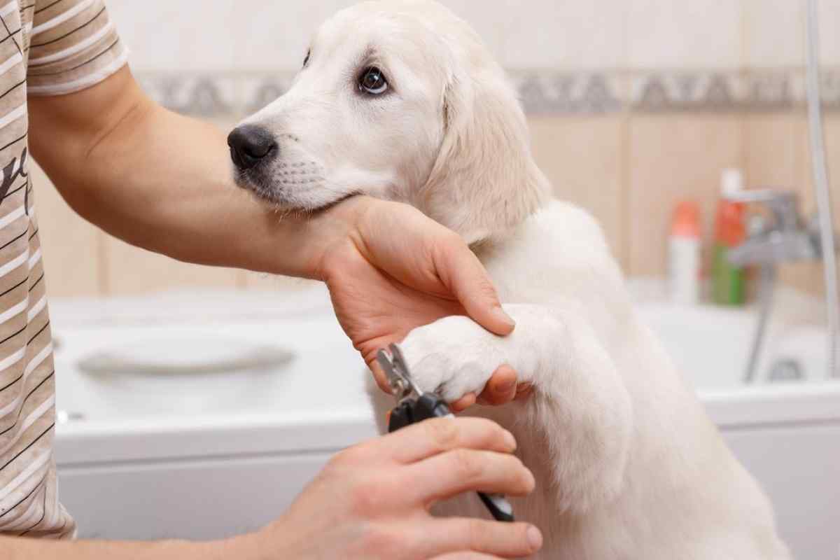 Як доглядати за собакою