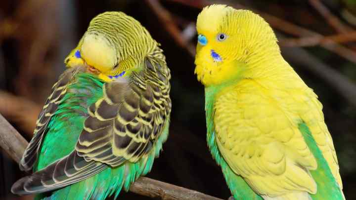 Як вибрати пару папугу