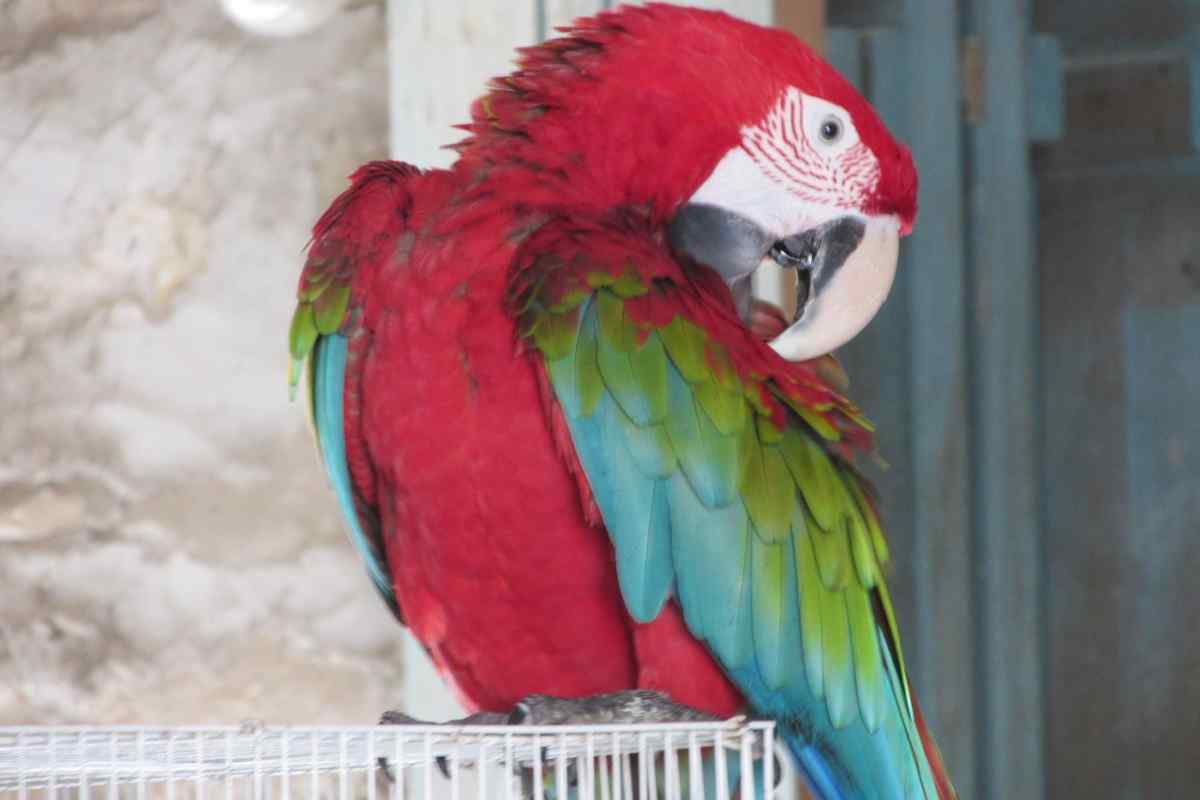 Як вибрати і купити папугу ара