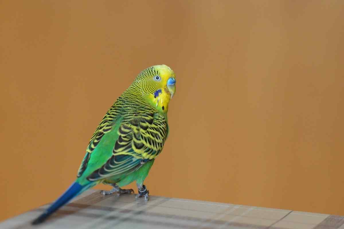 Як вибрати і купити хвилястого папужки