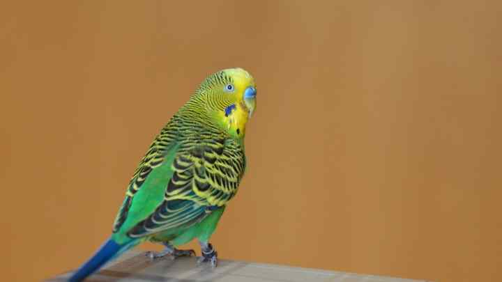 Як вибрати і купити хвилястого папужки