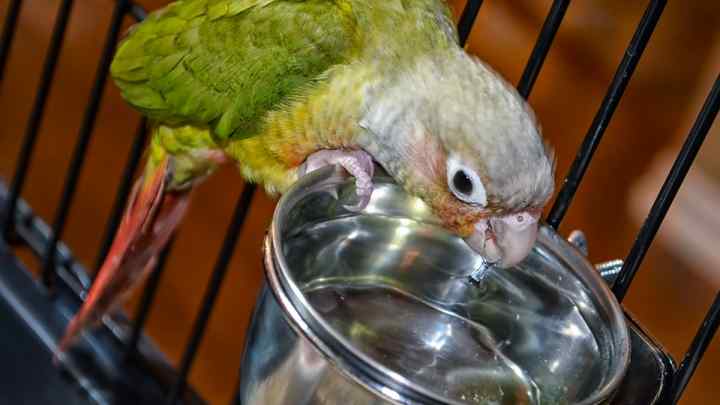 Як напоїти папугу водою