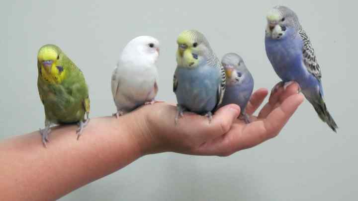 Як вибрати хвилястого папужки