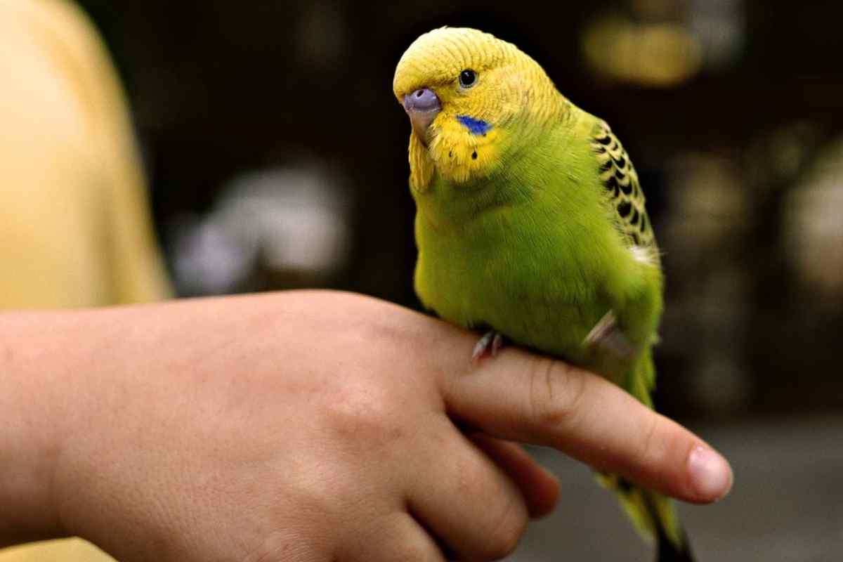Як швидко навчити говорити папугу в домашніх умовах?