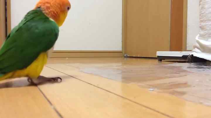 Як розпізнати підлогу папугу