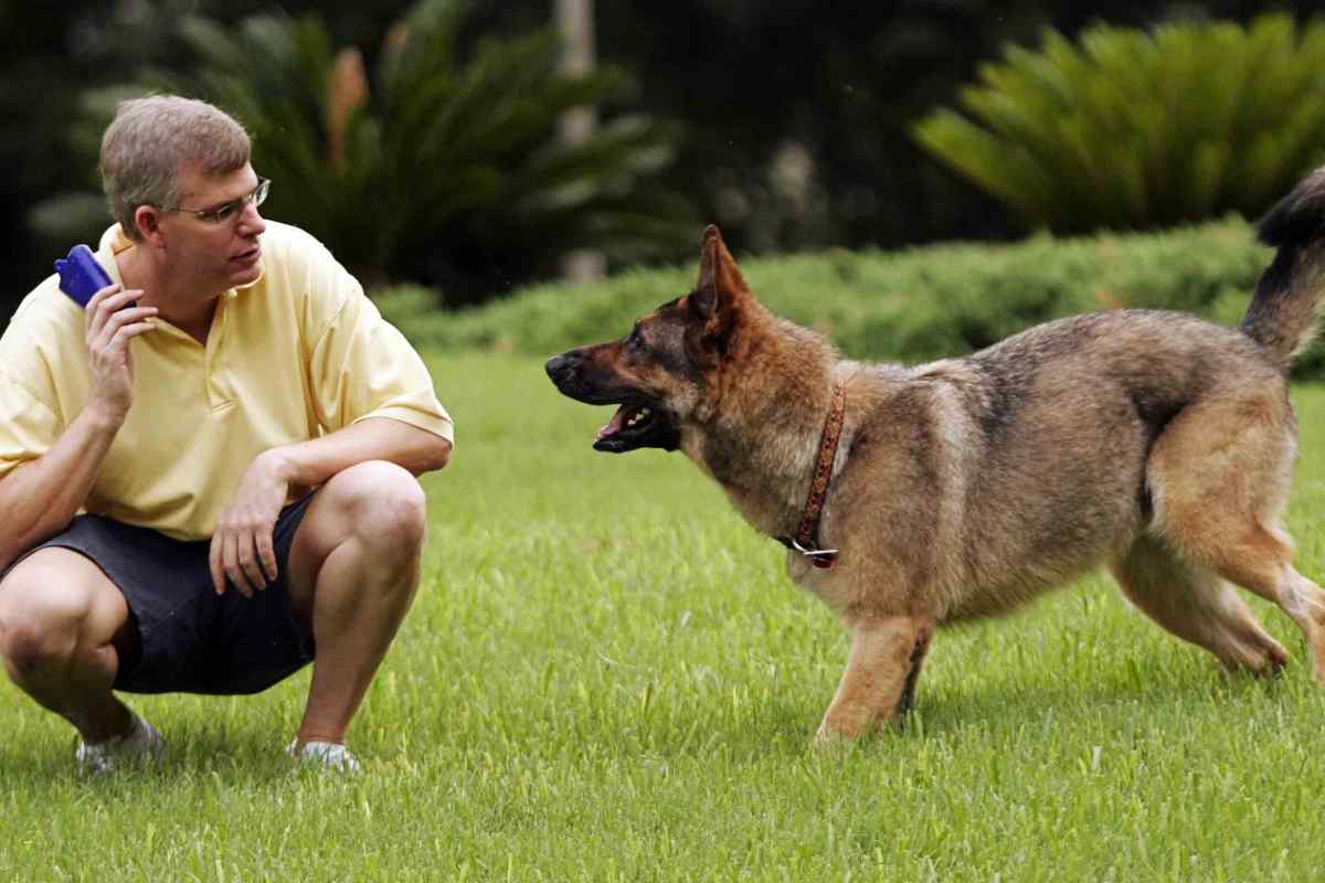 Як навчити собаку командам