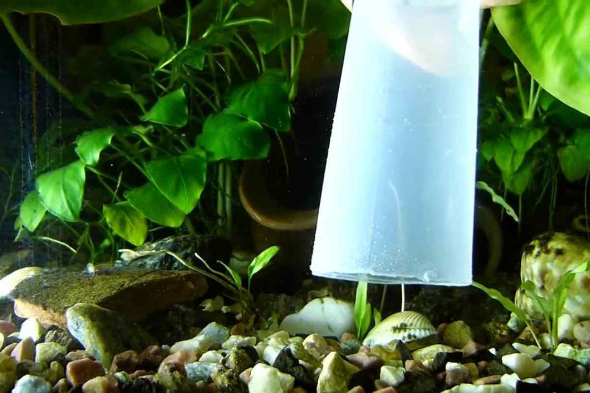 Як доглядати за акваріумом