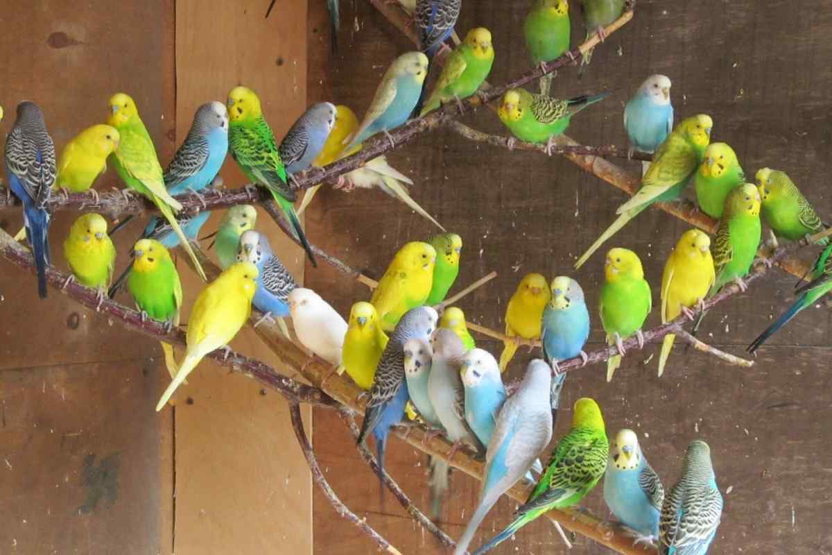 Як розвести хвилястих папуг