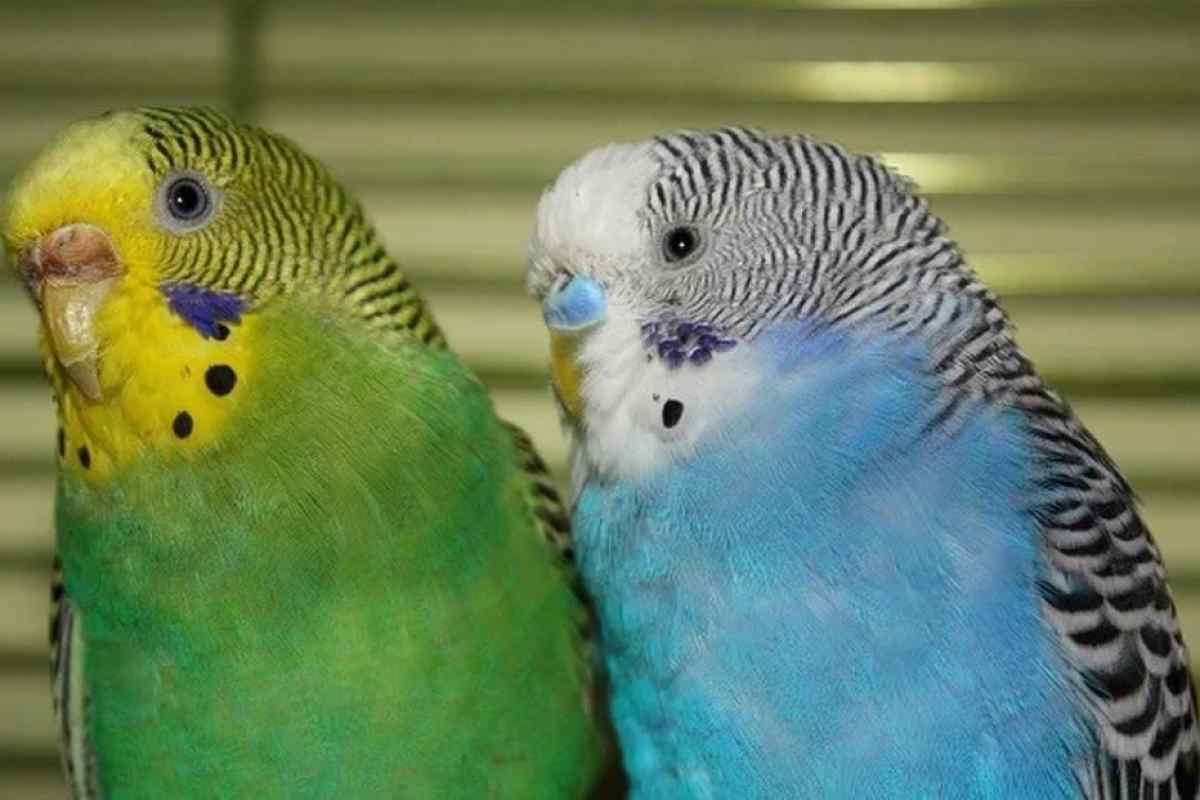 Як визначити самку хвилястого папугу