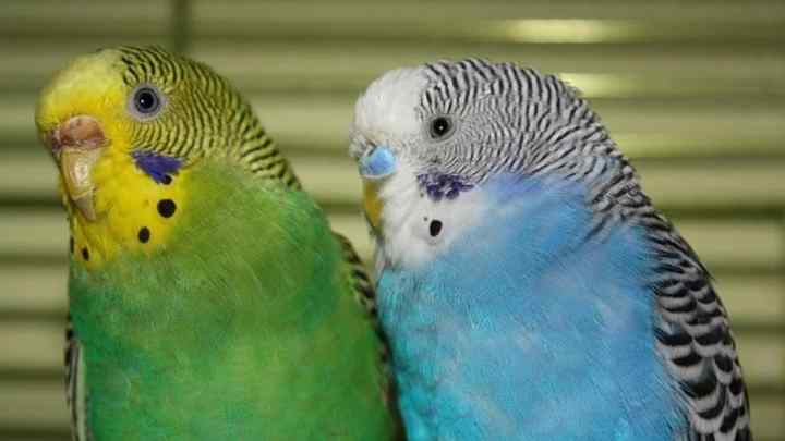 Як визначити самку хвилястого папугу