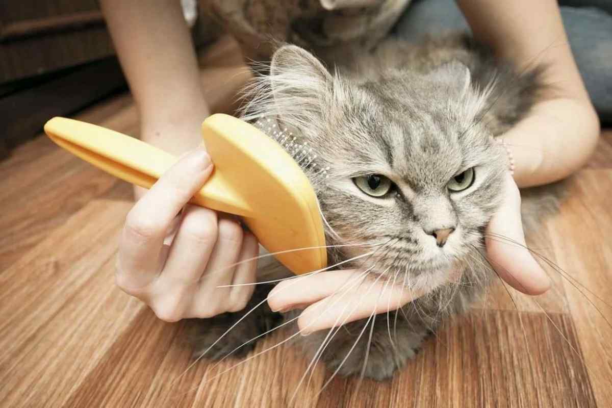 Як доглядати за орієнтальною кішкою