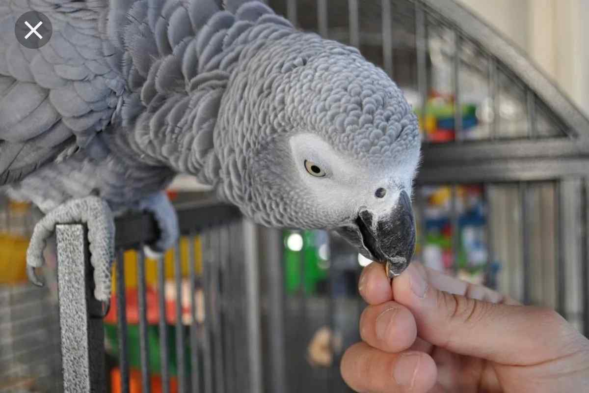 Як містити папугу жако