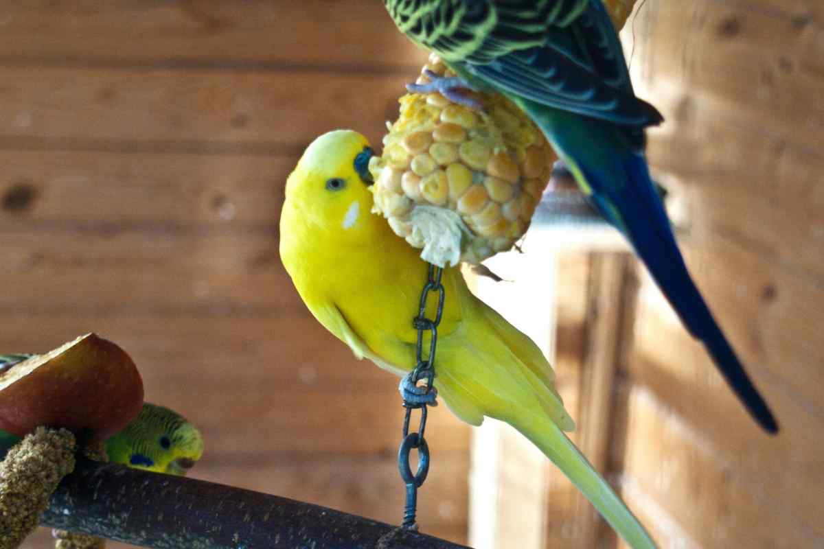 Чому папуга не їсть