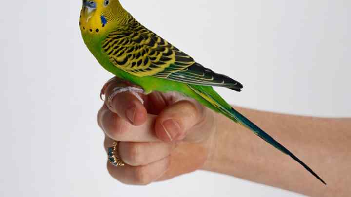 Як привчити папугу до пальця
