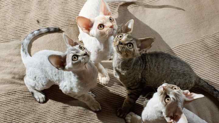 Які породи кішок гіпоалергенні