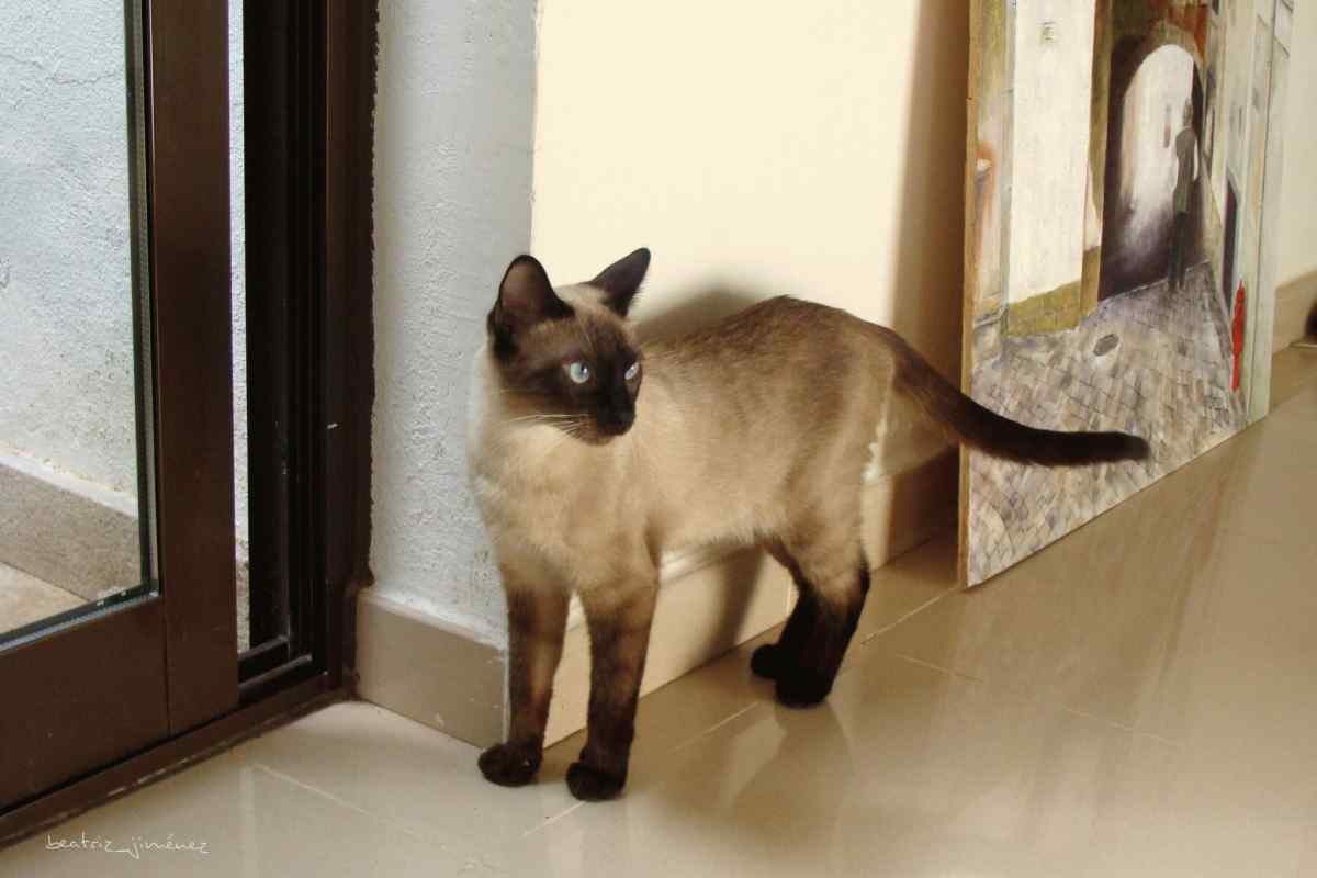 Як відрізнити орієнтальну кішку від сіамської
