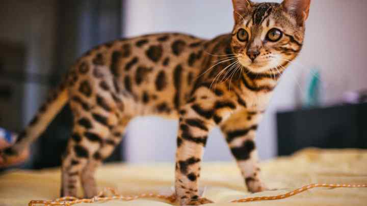 Кого вибрати кошеня бенгала або єгипетської лисої кішки?