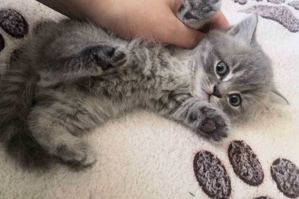 Як взяти породистого кошеня в Красноярську