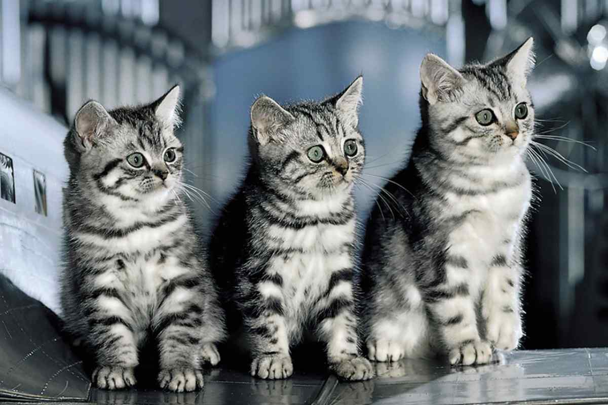 Якої породи кошеня з реклами "" Віскас "