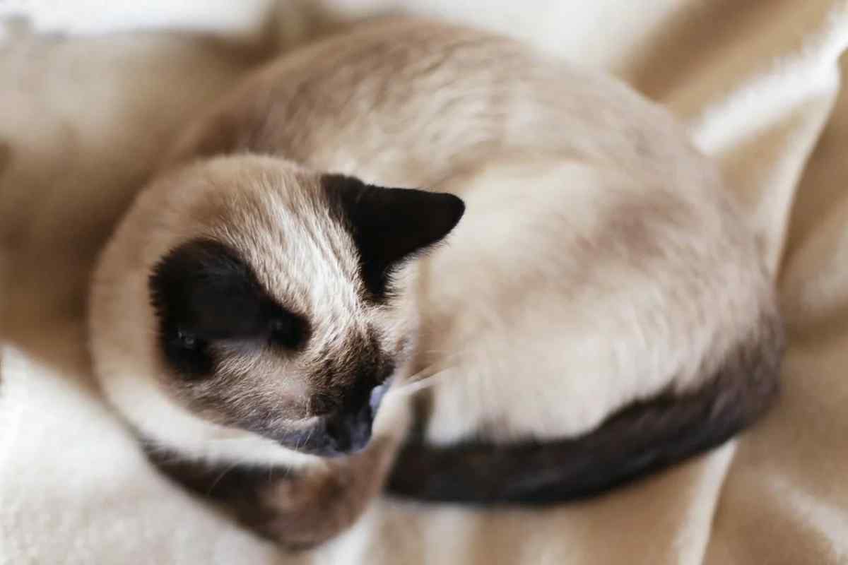 Як доглядати за сіамськими кошенятами
