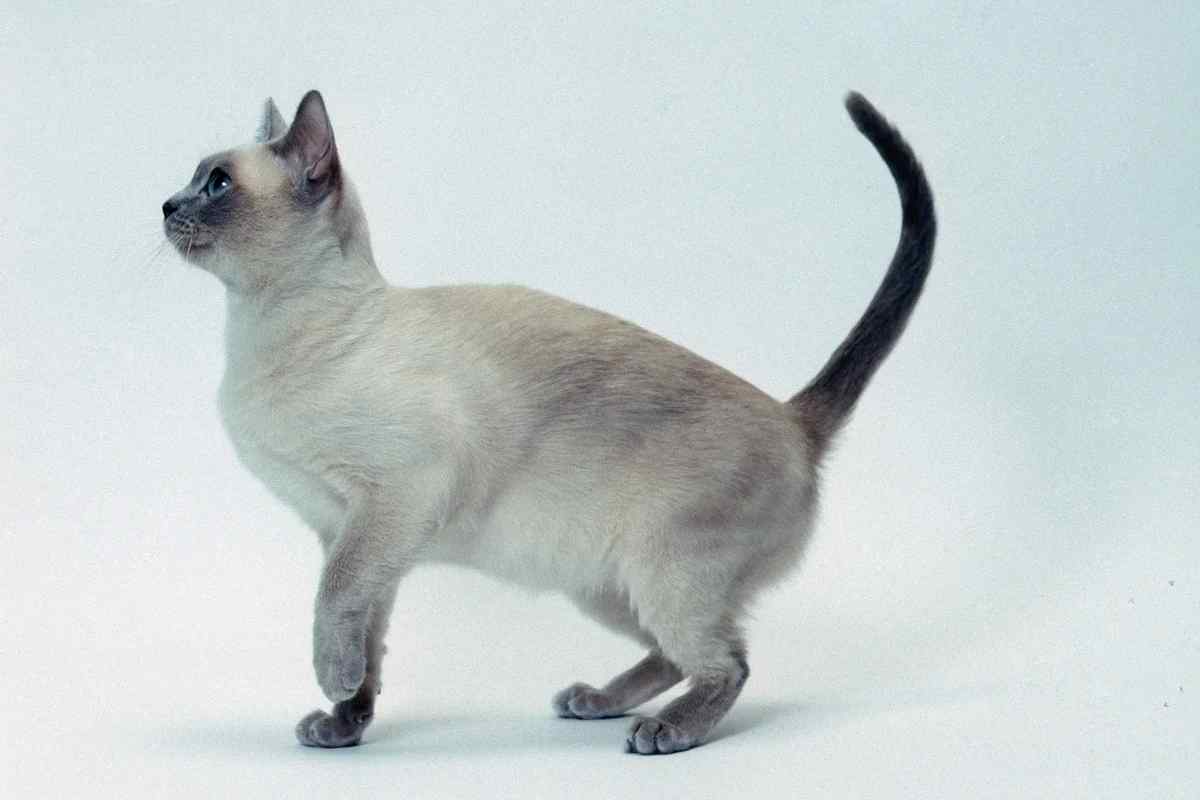 Тонкінська кішка: особливості породи