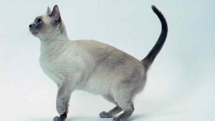 Тонкінська кішка: особливості породи