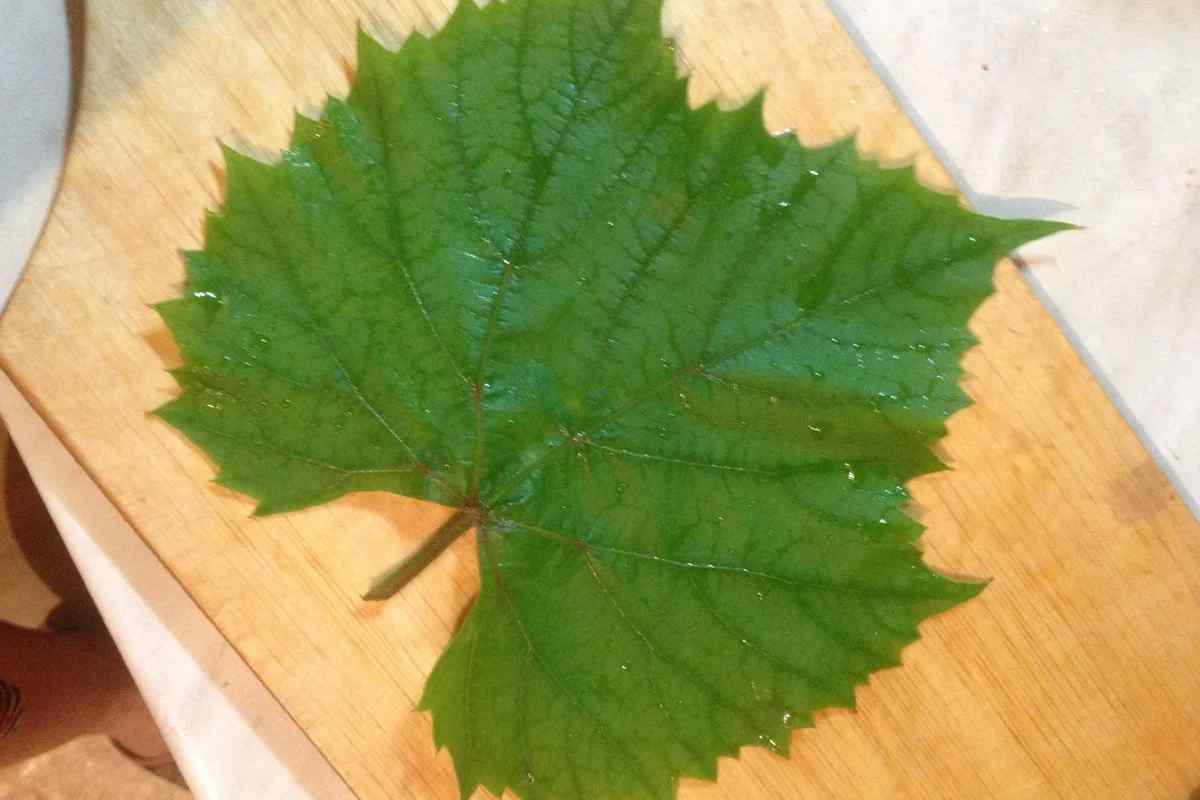 Як маринувати виноградне листя