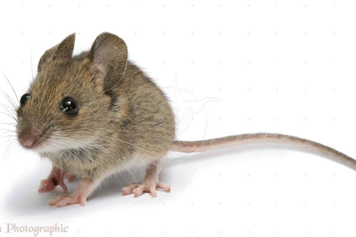 Як змінити стрілку миші