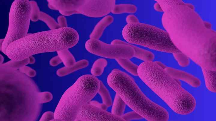 Чому бактерії вважаються найдавнішими організмами