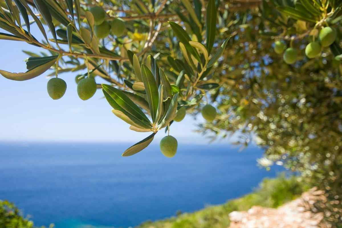 Як вирощувати оливкове дерево