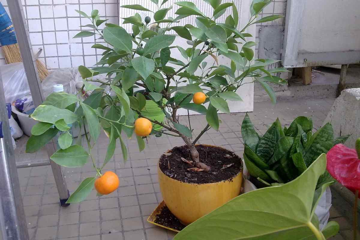 Як виростити мандарин