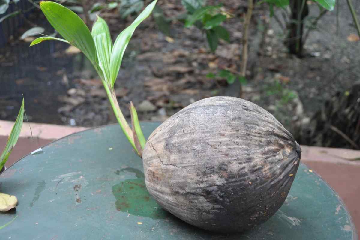 Размножение кокосовой пальмы