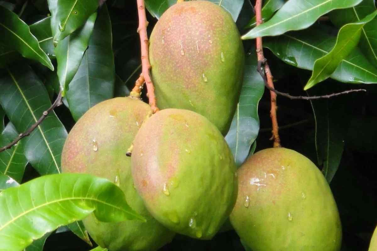 Як посадити кісточку манго