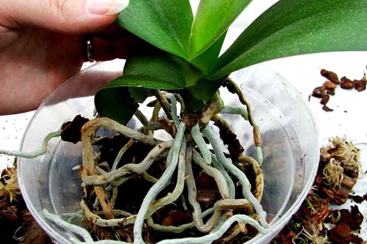Як вирощувати орхідеї